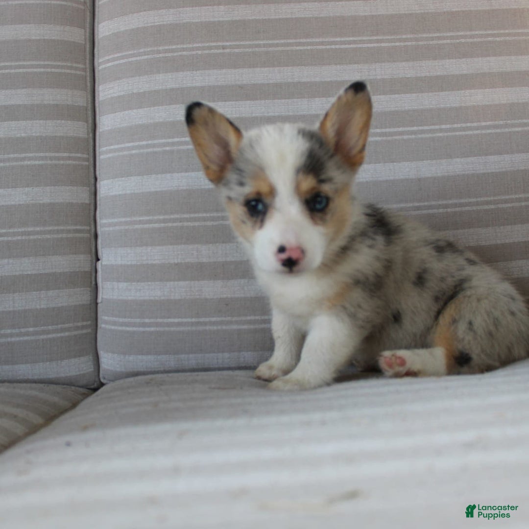 Welsh Corgi Pembroke dogs for sale: Lexi - Image 15