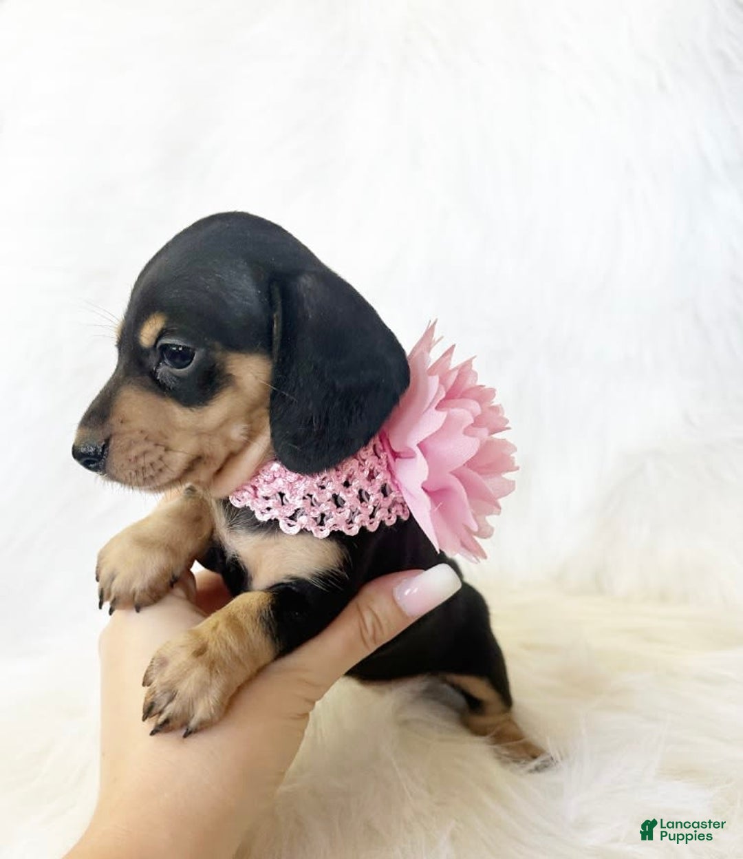 Miniature Dachshund dogs for sale: Akc Lola - Image 5