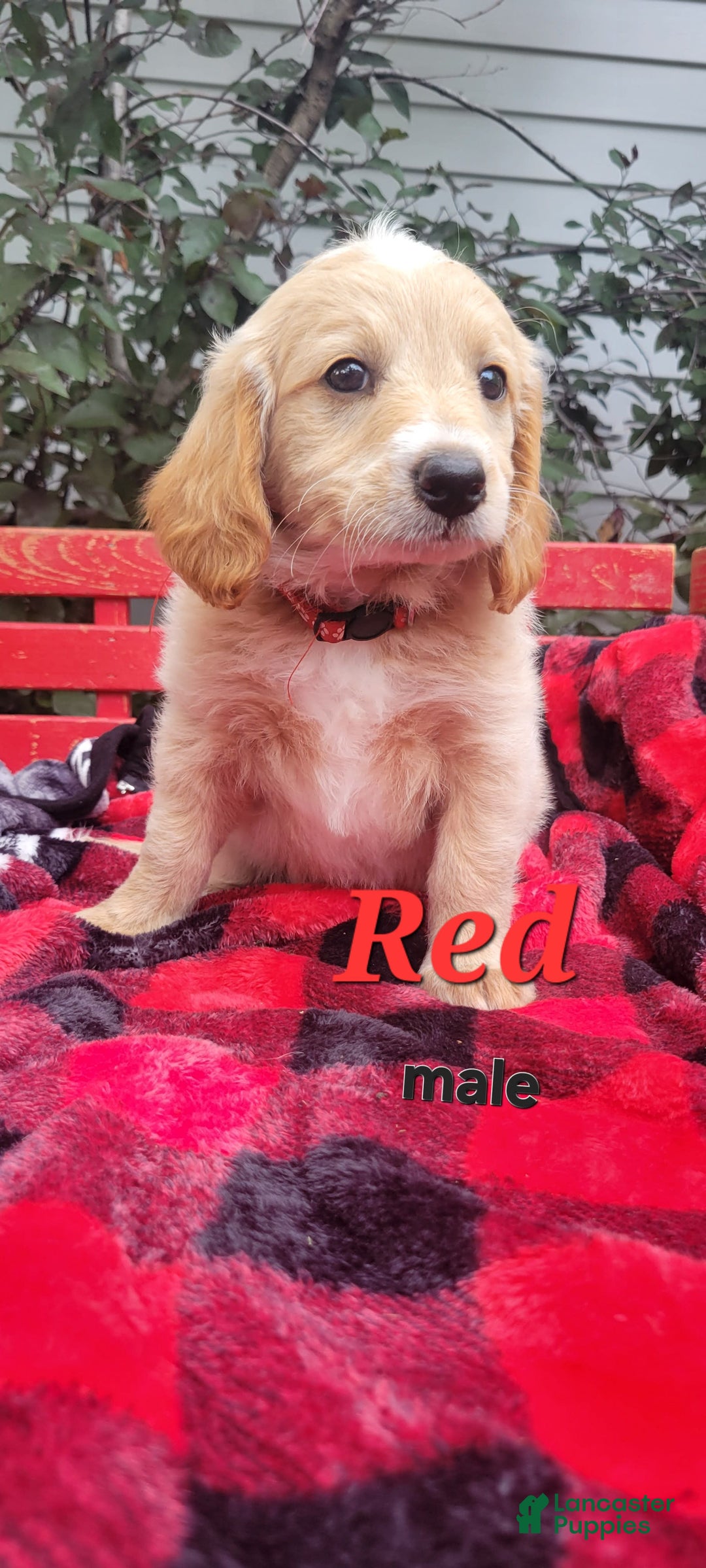 Mini Goldendoodle dogs for sale: Big Red - Image 1