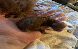 Toy Poodle dogs for sale: Scooter - Image 1