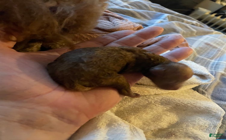 Toy Poodle dogs for sale - Ad 1