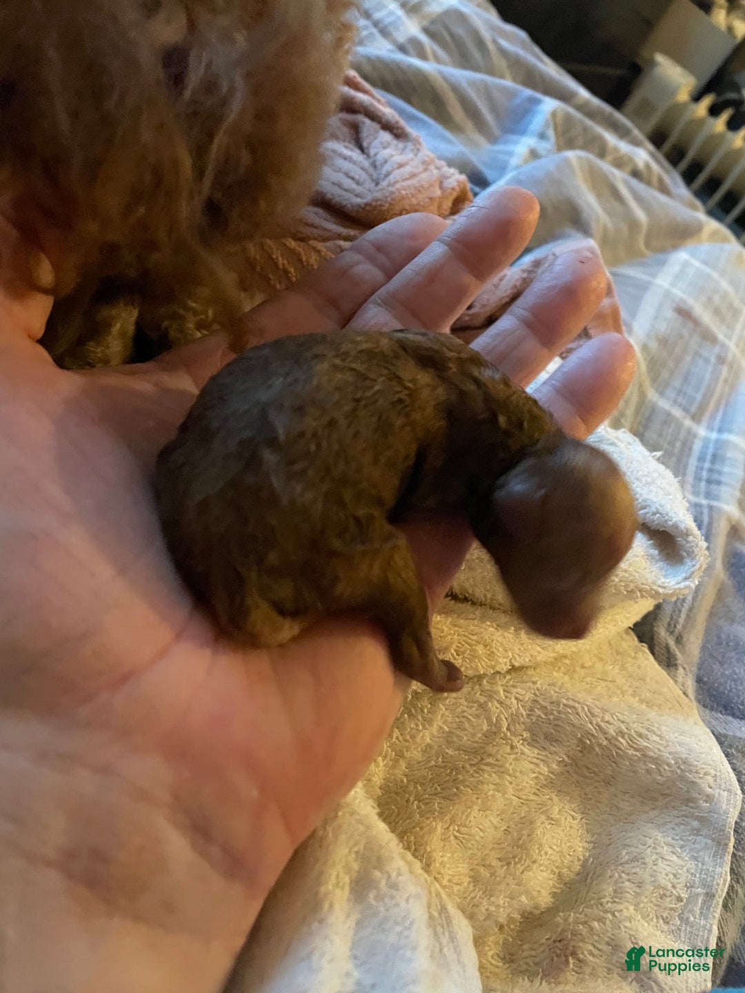 Toy Poodle dogs for sale: Scooter - Image 1