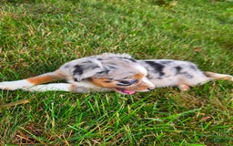 Miniature Australian Shepherd dogs for sale: Angel - Image 2