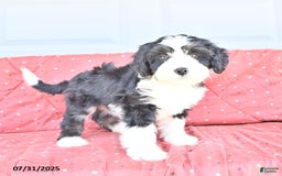 Miniature Bernese Mountain Dog dogs for sale: Twinkle - Image 5
