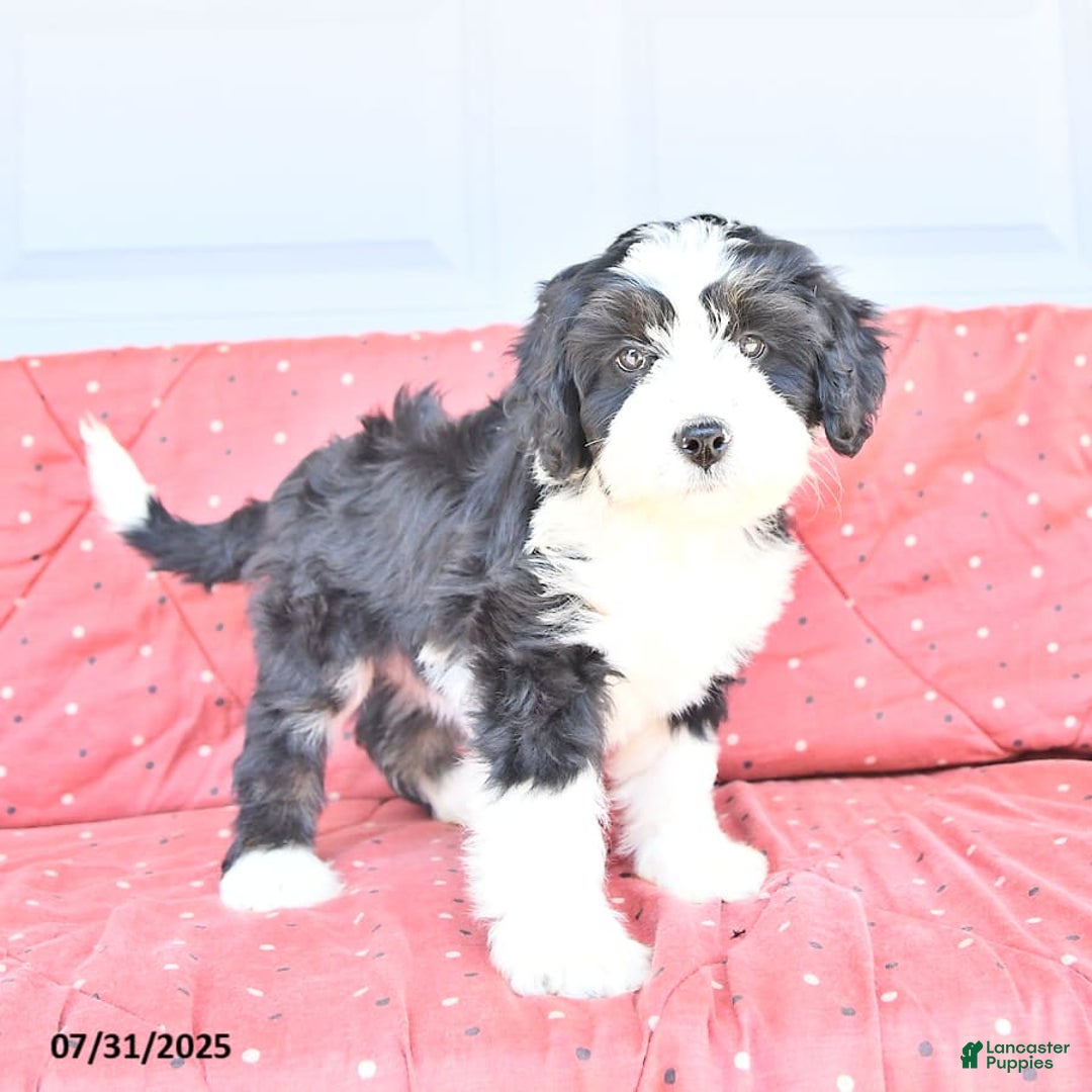 Miniature Bernese Mountain Dog dogs for sale: Twinkle - Image 5
