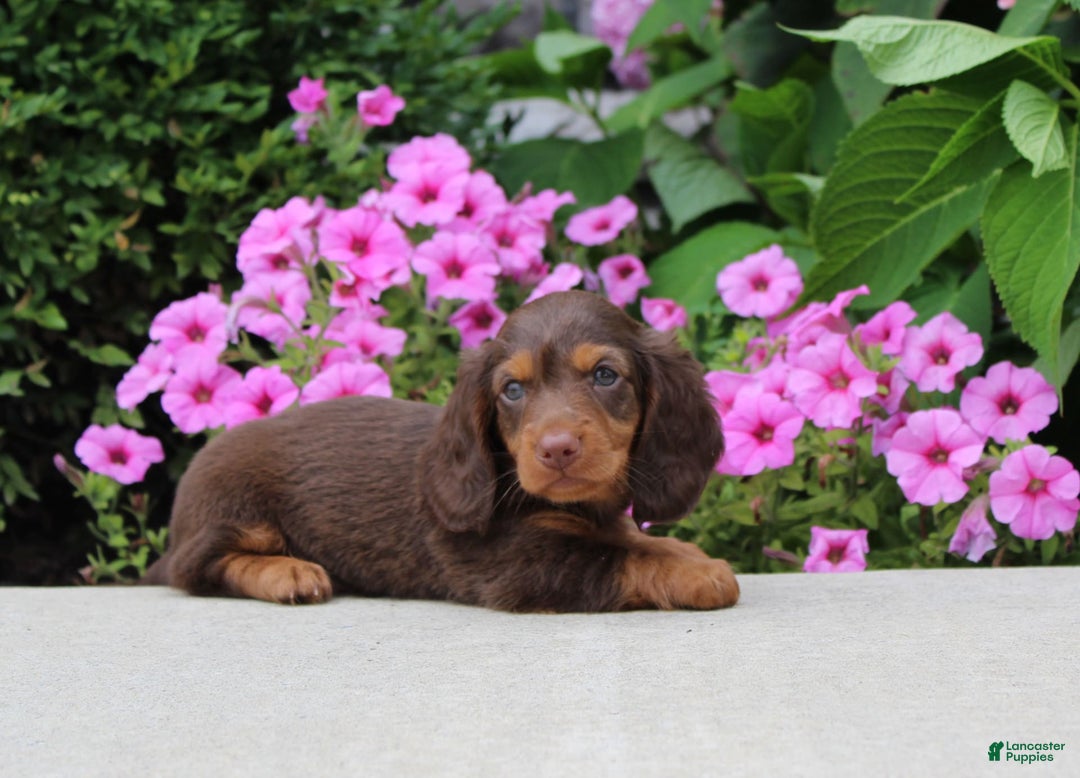 Dachshund dogs for sale: Princess - Image 16