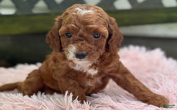 Cavapoo dogs for sale: Bella - Image 17