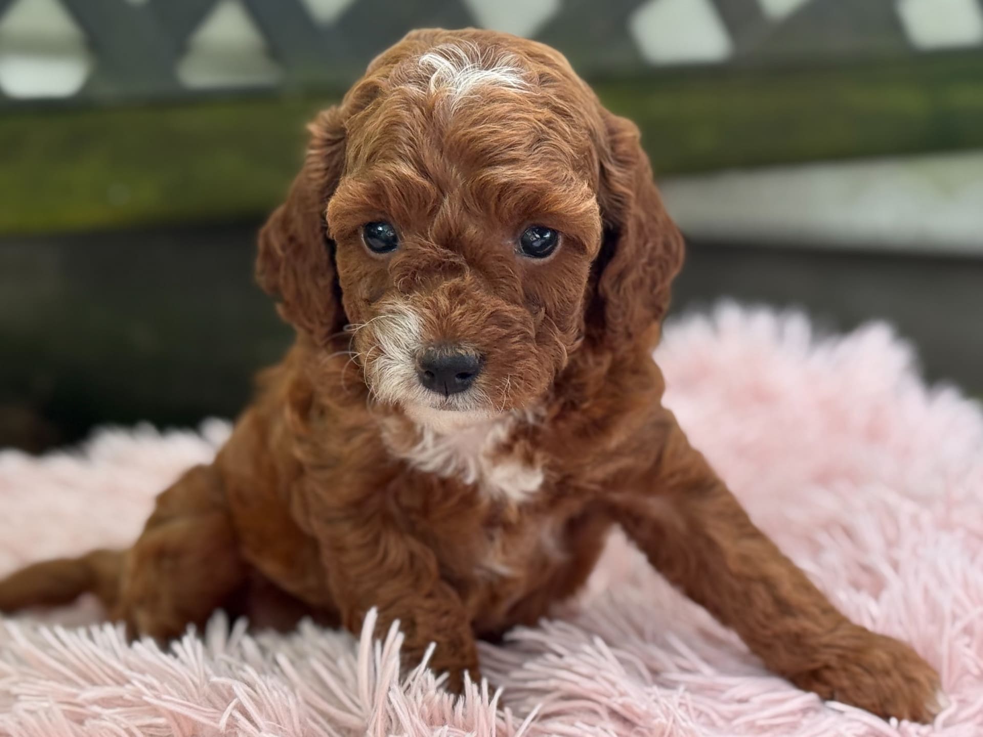 Cavapoo dogs for sale: Bella - Image 17