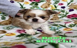 Shih Tzu dogs for sale: Bowie - Image 1