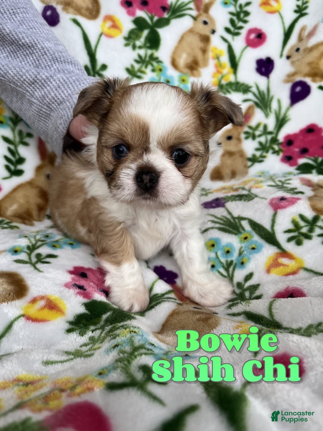 Shih Tzu dogs for sale: Bowie - Image 1