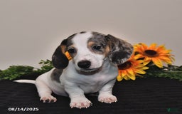 Miniature Dachshund dogs for sale: Pickle - Image 3