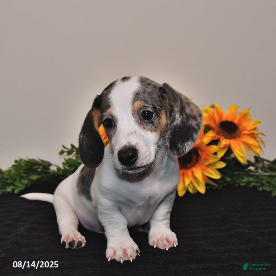 Miniature Dachshund dogs for sale: Pickle - Image 3