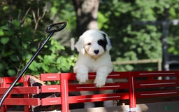 Sheepadoodle dogs for sale: Leah - Image 5