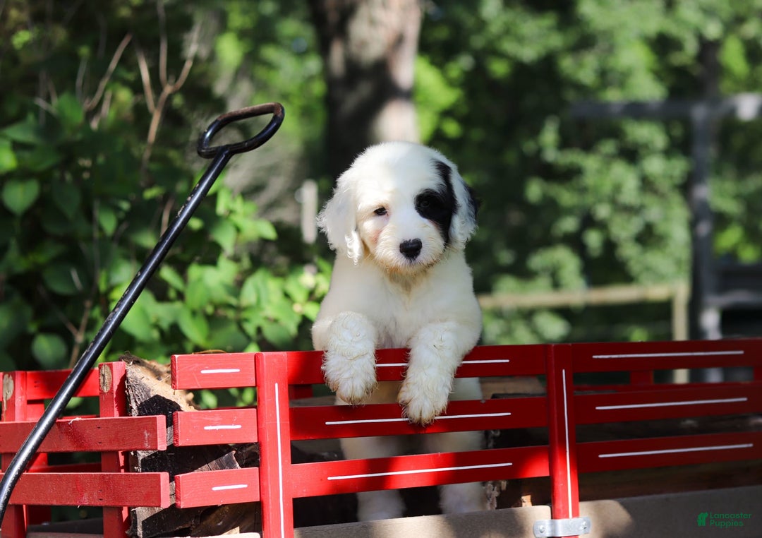 Sheepadoodle dogs for sale: Leah - Image 5
