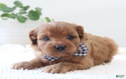 Cavapoo dogs for sale: Flora - Image 2