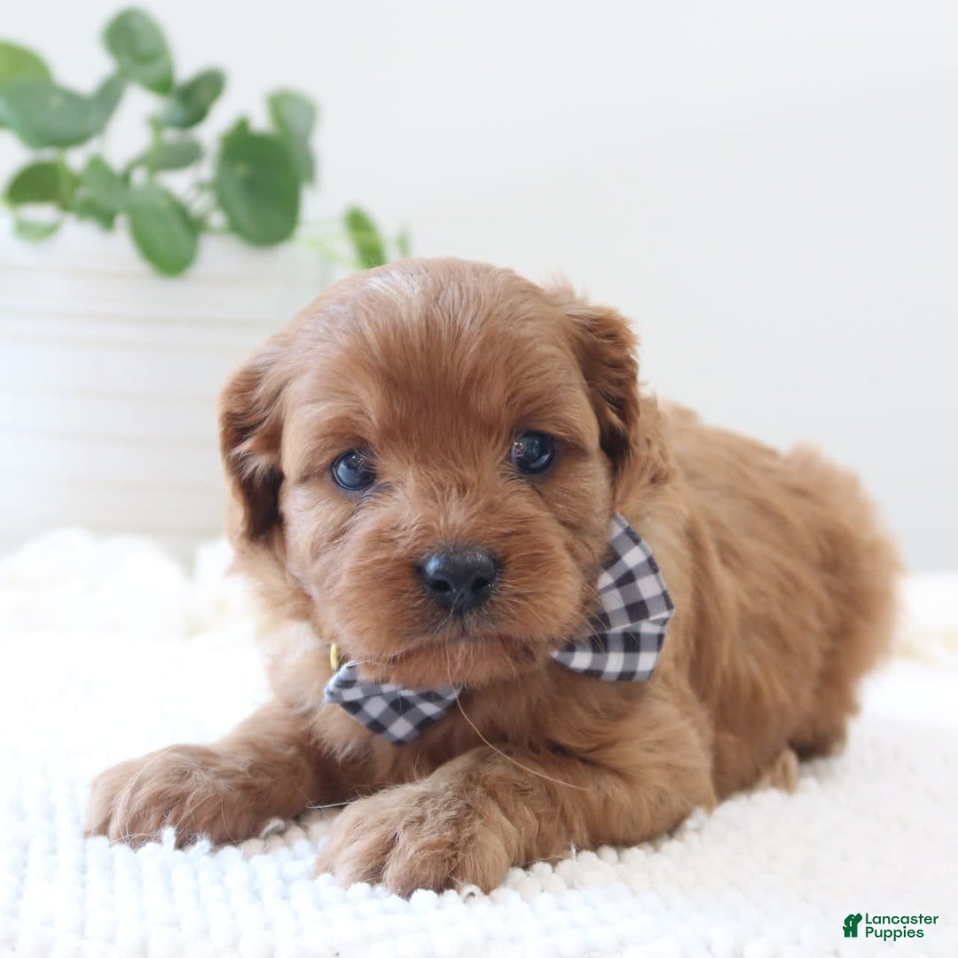 Cavapoo dogs for sale: Flora - Image 2