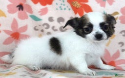 Chihuahua dogs for sale: Skeeter - Image 16