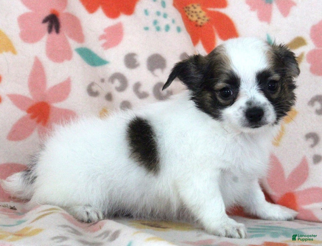 Chihuahua dogs for sale: Skeeter - Image 16