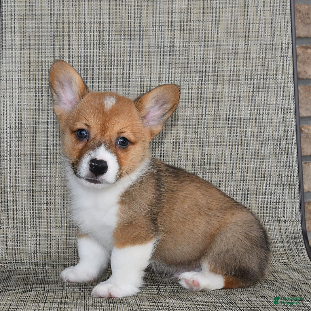 Welsh Corgi Pembroke dogs for sale: Cole - Image 9