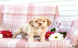 Cocker Spaniel dogs for sale: Kayla - Image 4