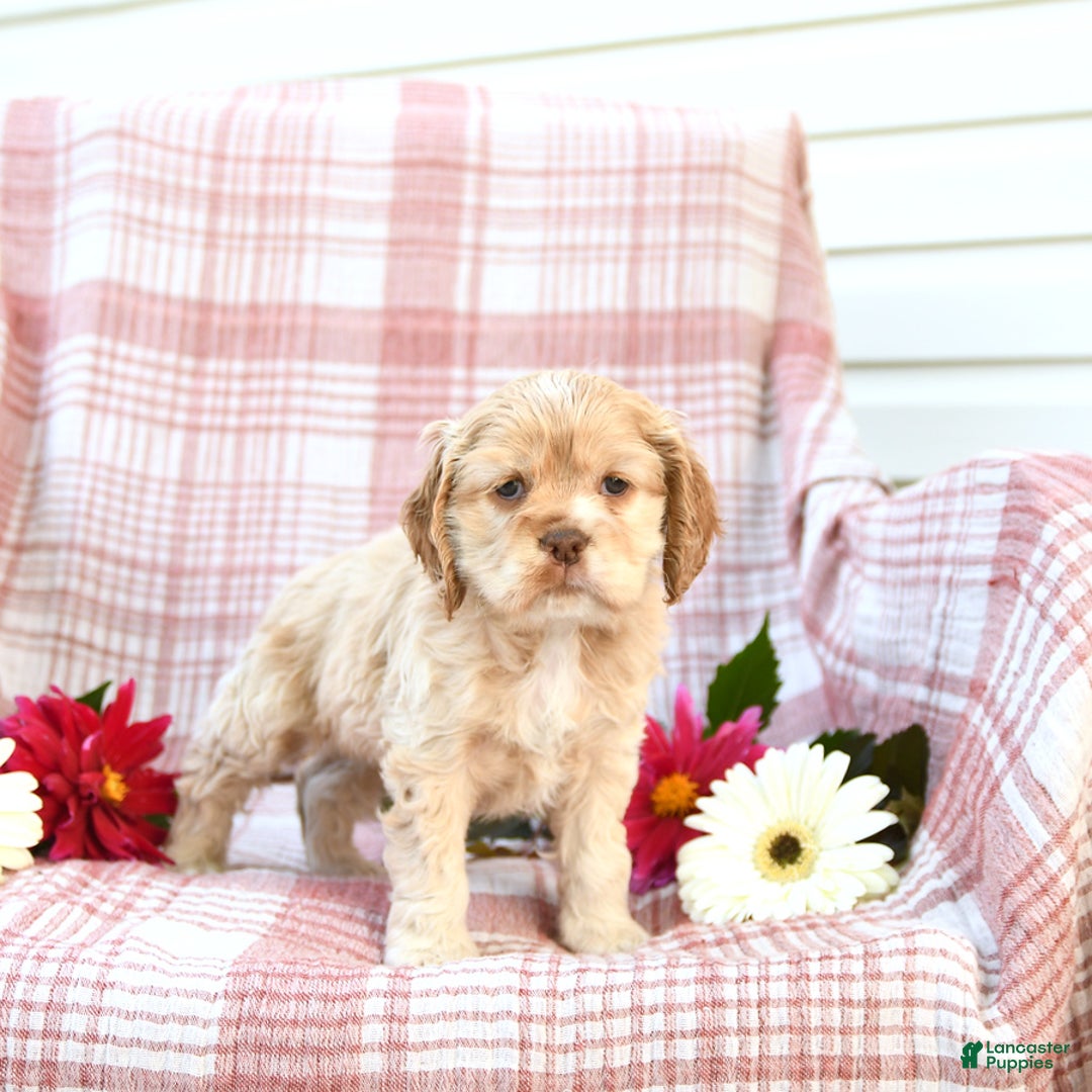 Cocker Spaniel dogs for sale: Kayla - Image 4