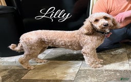 Mini Goldendoodle dogs for sale: Buddy George - Image 6