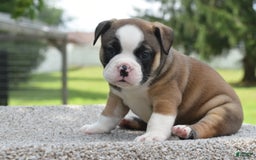 French Bulldog dogs for sale: Bentley mini bulldogge - Image 20