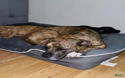 American Pit Bull Terrier dogs for sale: Honey - Image 5
