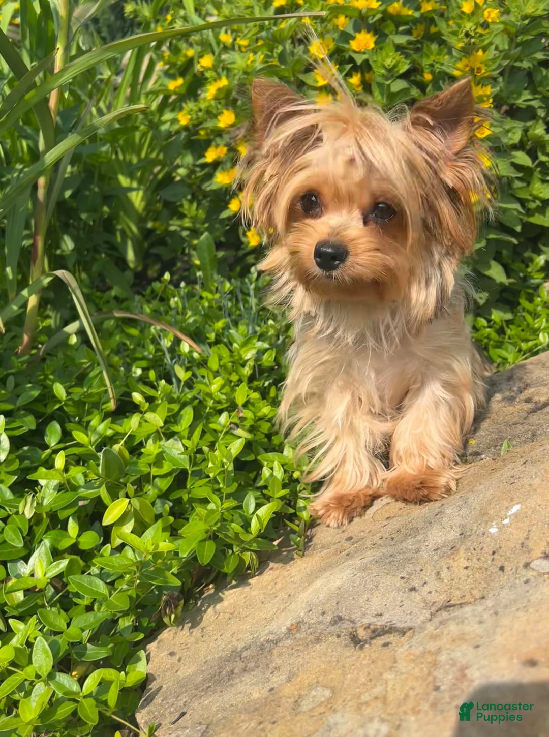 Yorkshire Terrier dogs for sale: Bo - Image 13