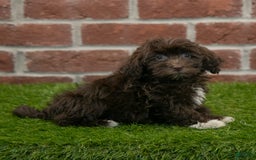Havanese dogs for sale: Logan - Image 5