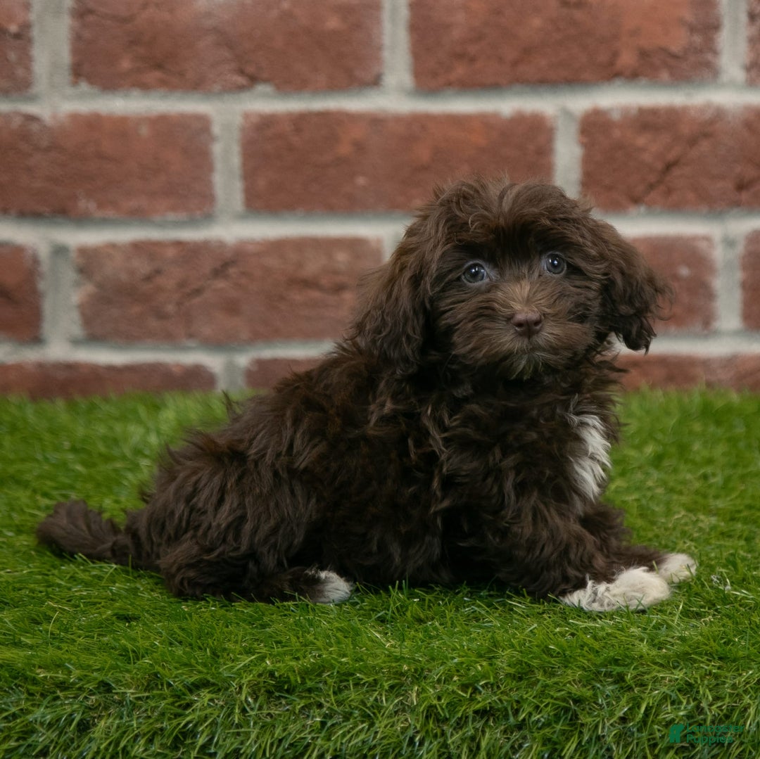 Havanese dogs for sale: Logan - Image 5