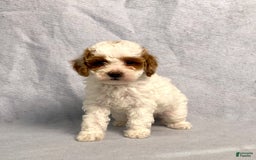 Miniature Poodle dogs for sale: Lily - Image 10
