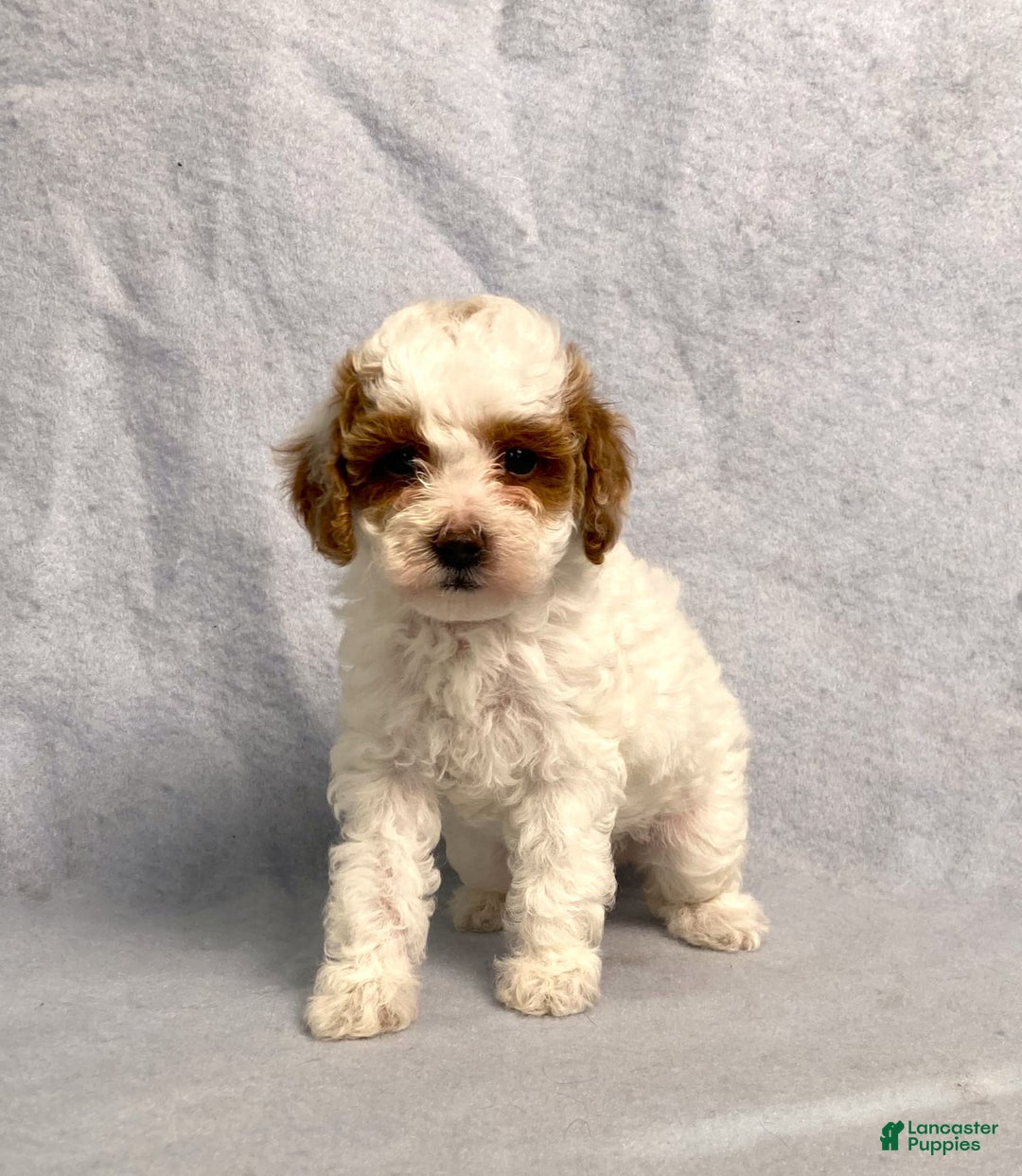 Miniature Poodle dogs for sale: Lily - Image 10