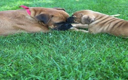 Boxer dogs for sale: Chaz - Image 6
