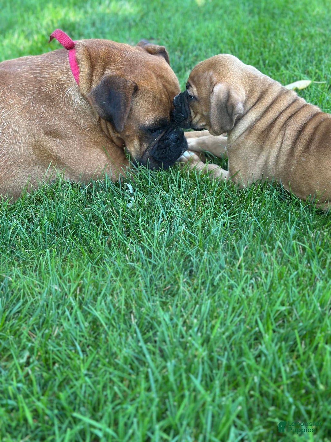 Boxer dogs for sale: Chaz - Image 6