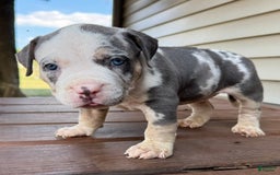 American Bully dogs for sale: Ramona - Image 6