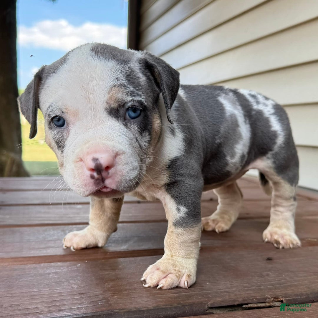 American Bully dogs for sale: Ramona - Image 6