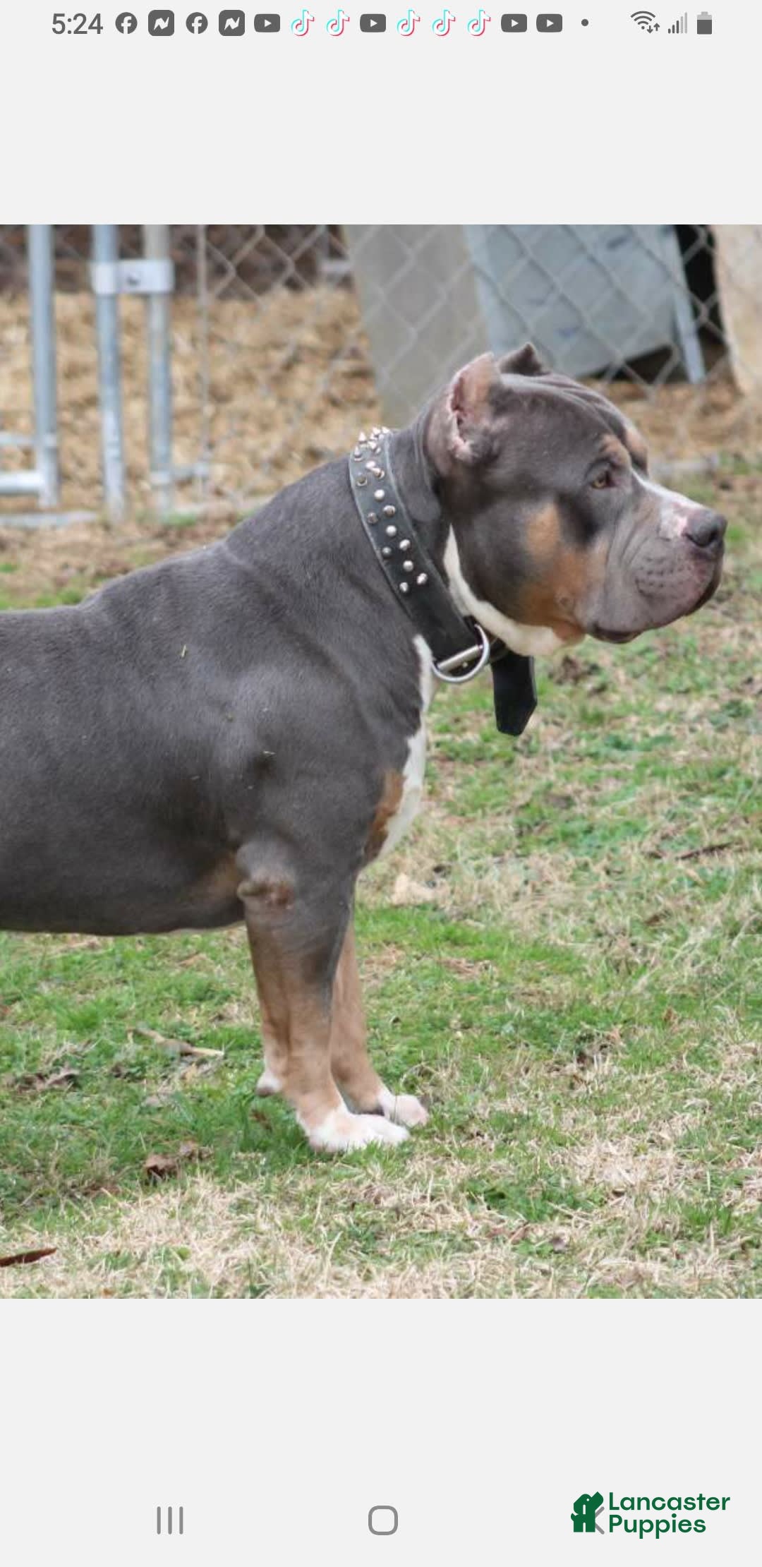 American Bully dogs for sale: Socks - Image 68