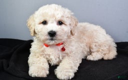 Bichpoo dogs for sale: Splash - Image 2