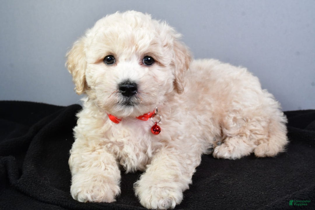 Bichpoo dogs for sale: Splash - Image 2