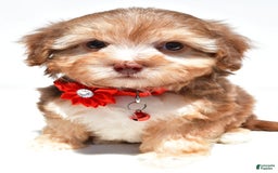 Havapoo dogs for sale: Myra - Image 4