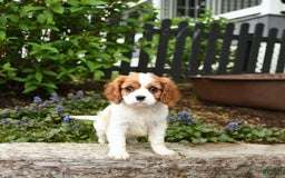 Cavalier King Charles Spaniel dogs for sale: Freddie - Image 2