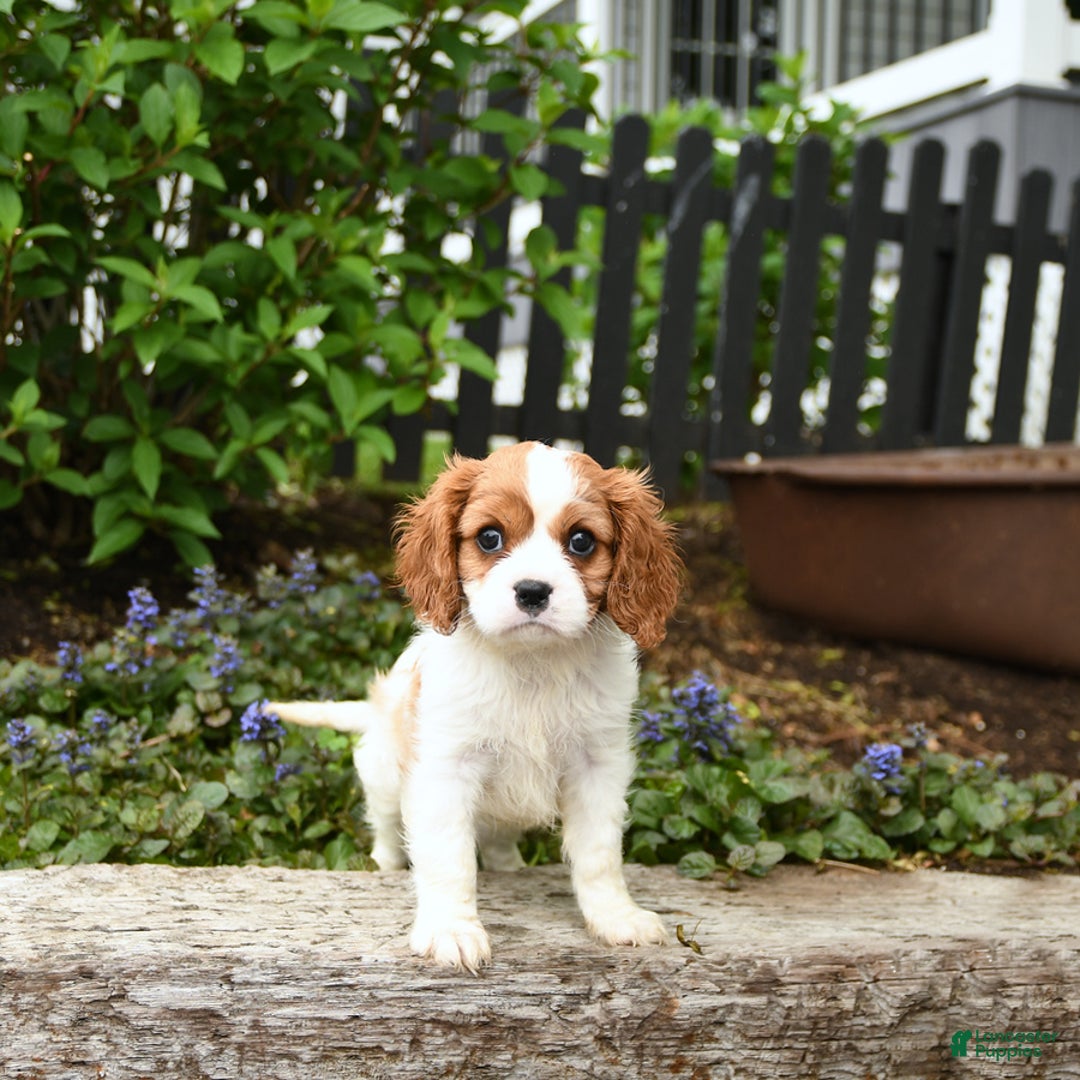 Cavalier King Charles Spaniel dogs for sale: Freddie - Image 2