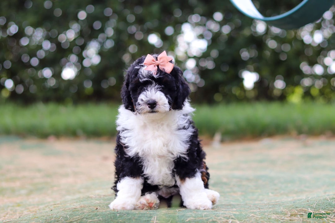 Mini Bernedoodle dogs for sale: Mini Bernedoodle 6 puppies - Image 22