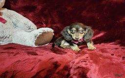 Miniature Dachshund dogs for sale: KISSES - Image 5