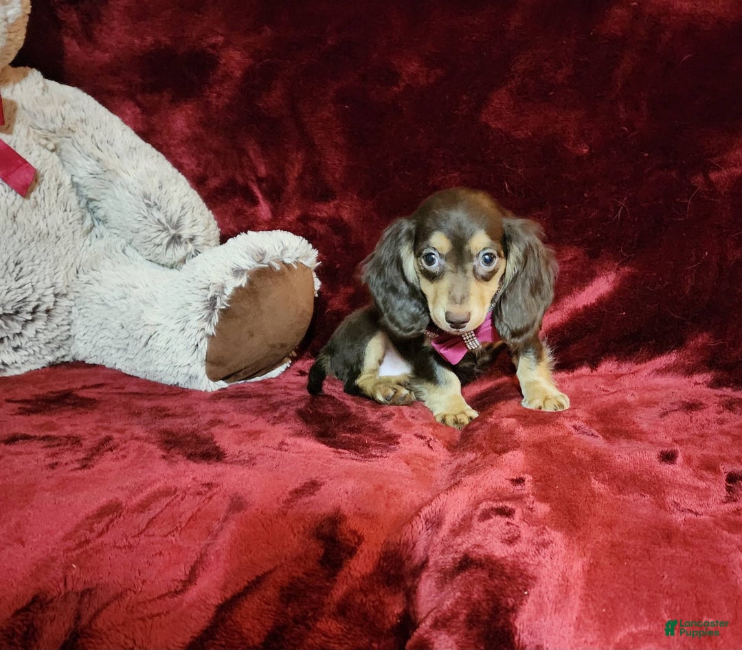 Miniature Dachshund dogs for sale: KISSES - Image 5