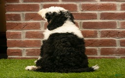 Mini Bernedoodle dogs for sale: Brooklyn - Image 18