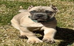 Cane Corso dogs for sale: Georgia - Image 10