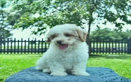 Mini Goldendoodle dogs for sale: Zane - Image 2