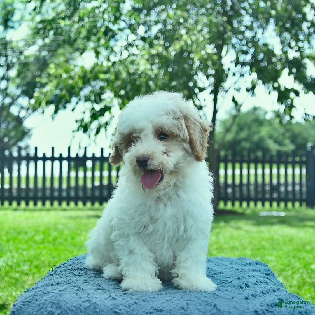 Mini Goldendoodle dogs for sale: Zane - Image 2